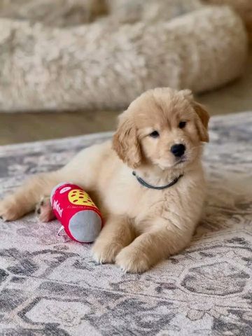 Golden retriever puppy available 