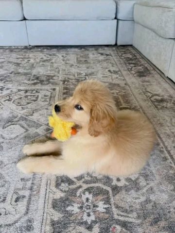 Golden retriever puppy available  2