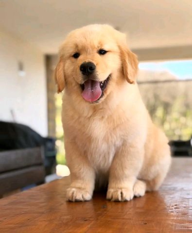 This puppy golden retriever for a new family 