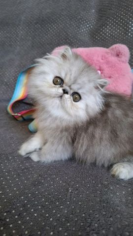Persian kitten's available 