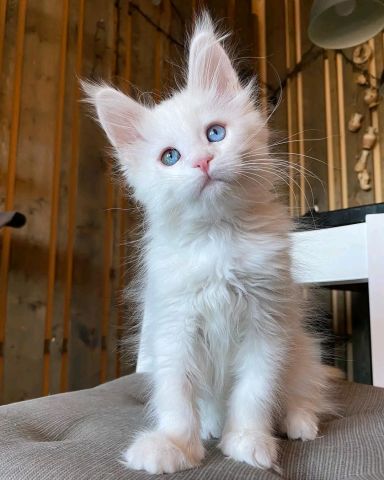 Maincon kitten's for a new shelter 