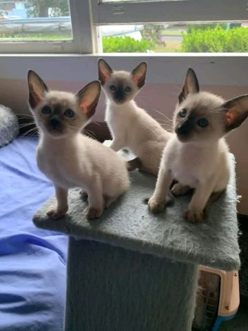 Saimees kitten's available 