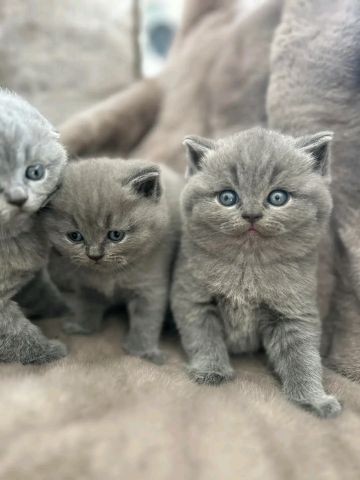 British shorthair kitten's 