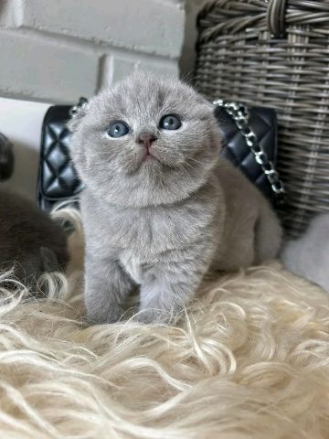 Scottish fold kitten's 