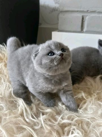 Scottish fold kitten's  2