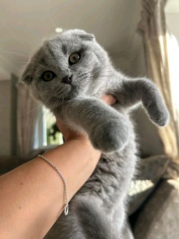 Scottish fold kitten's now ready 