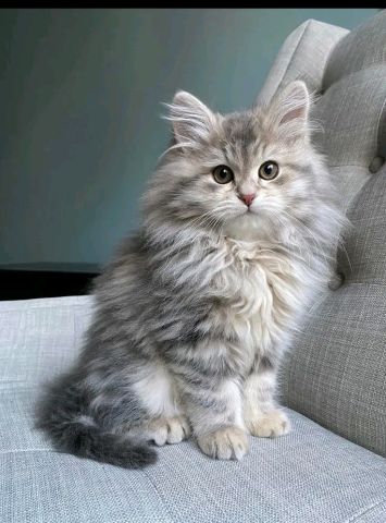 Maincon kitten's for a new home 