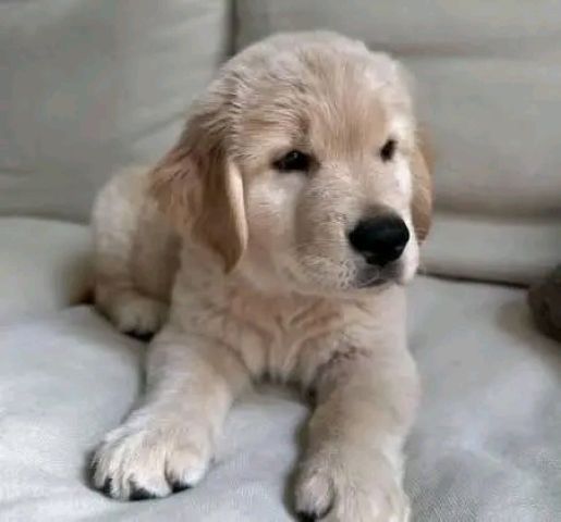 Adorable golden retriever 