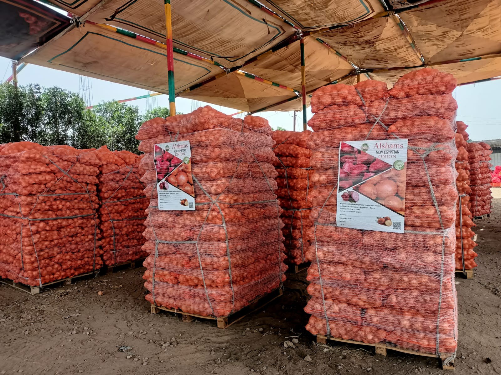  Golden Onions: Farm-Direct & Competitive Pricing! 3