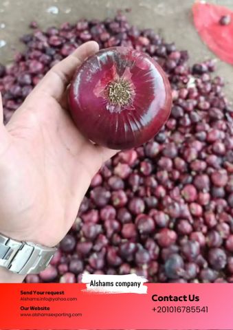  Premium Red Onions: Direct from Our Farms to Your Business!