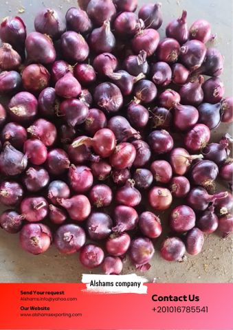  Premium Red Onions: Direct from Our Farms to Your Business! 3