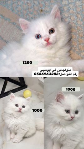 بيع قطط 