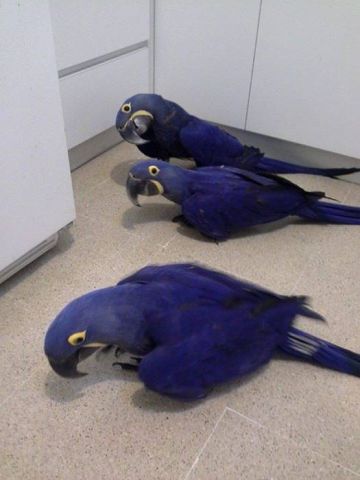 Hyacinth Parrots For Adoption