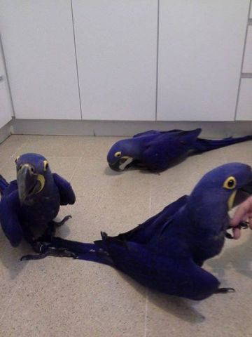 Hyacinth Parrots For Adoption 2