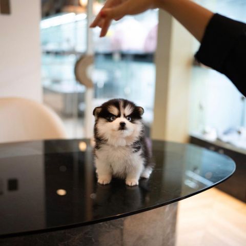  Pomsky Puppies Available