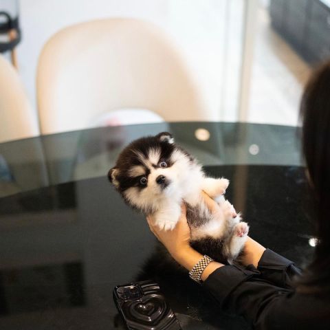 Pomsky Puppies Available 3