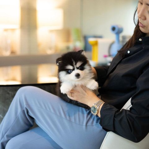  Pomsky Puppies Available 4