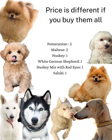 Last 8 Dogs Available – Premium, Healthy & Ready for Their New Ho