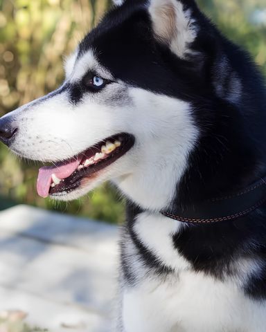 Last 8 Dogs Available – Premium, Healthy & Ready for Their New Ho 4