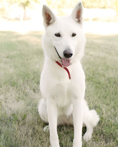 Last 8 Dogs Available – Premium, Healthy & Ready for Their New Ho 5