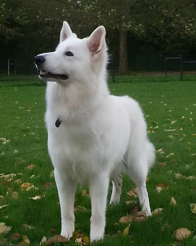 Last 8 Dogs Available – Premium, Healthy & Ready for Their New Ho 6
