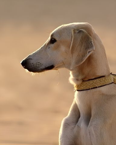 Last 8 Dogs Available – Premium, Healthy & Ready for Their New Ho 7
