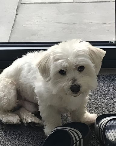 Last 8 Dogs Available – Premium, Healthy & Ready for Their New Ho 8