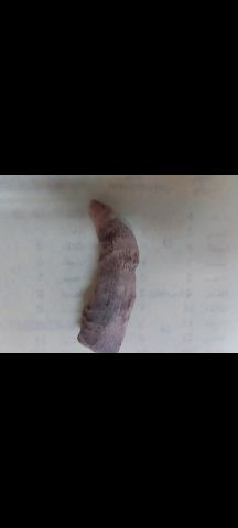 عروق السواحل  2