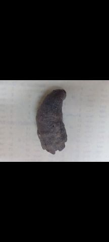 عروق السواحل  3