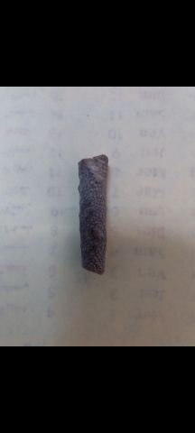عروق السواحل  4