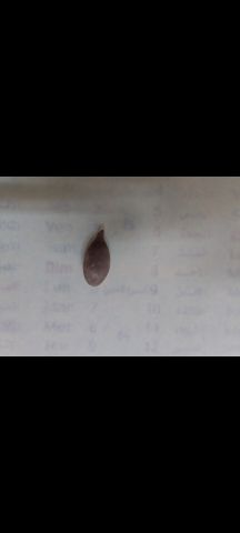 عروق السواحل  7