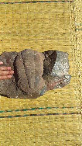 مستحاثة ، فطعة خاصة بالمتحف الطبيعي . 3