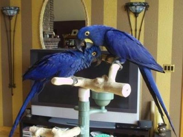 Hyacinth Parrots Available