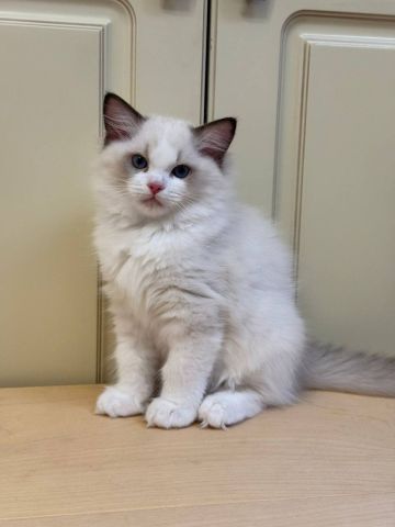 Cute Ragdoll Kittens Available For Forever Adoption