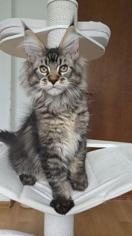 Mainecoon Kittens For A New Home