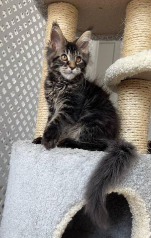 Mainecoon Kittens For A New Home 2
