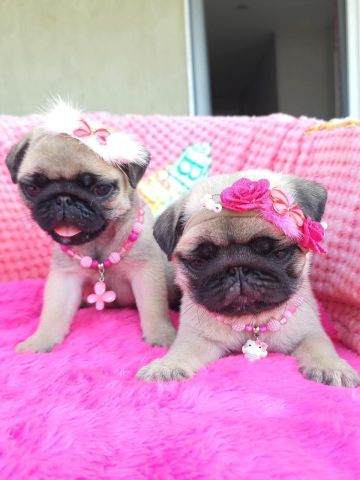 Toy Pug Puppies
