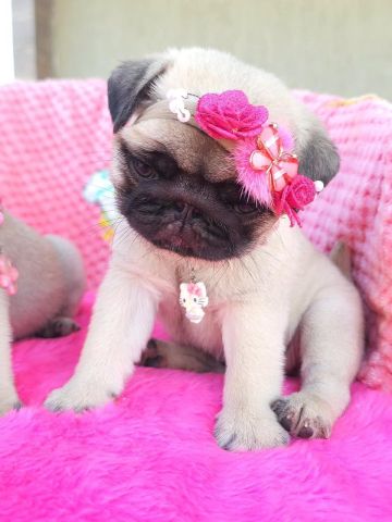 Toy Pug Puppies 2
