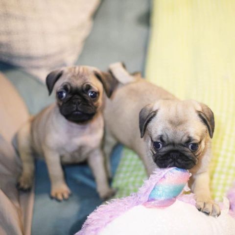 Toy Pug Puppies 3