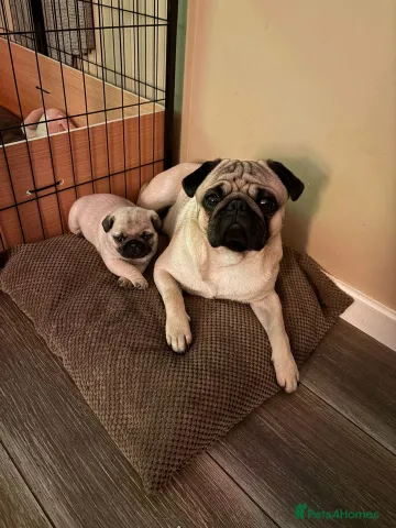 Toy Pug Puppies 4