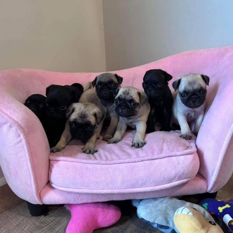 Toy Pug Puppies 5