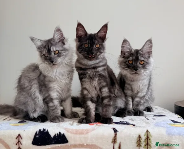قطط مين كون صغيرة متاحة للبيع