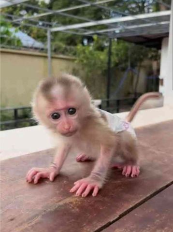 CHARMING FEMALE BABY CAPUCHIN MONKEYS 