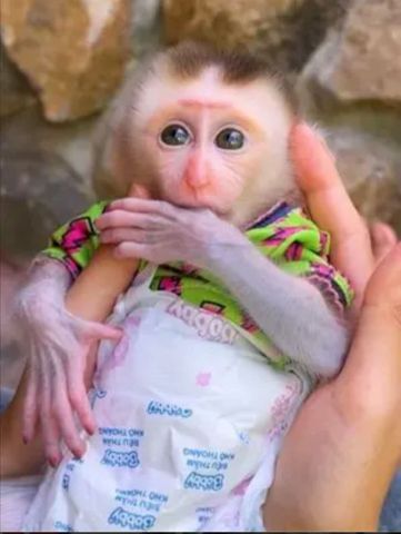 Adorable Capuchin Monkey