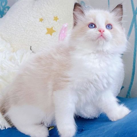 Lovely Pair Of Ragdolls 