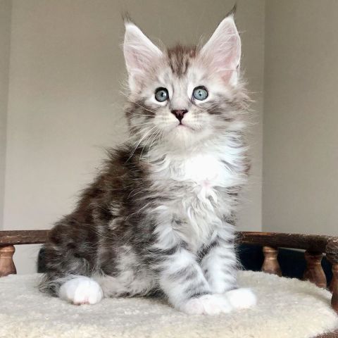 Mainecoon kittens Ready 