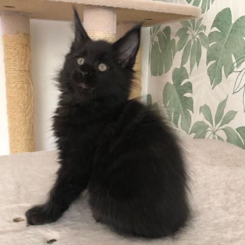 Mainecoon kittens Ready  2