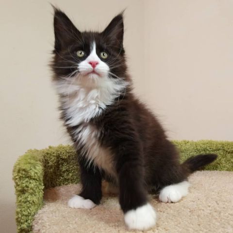Trained Mainecoons Available 