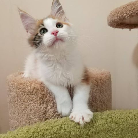 Trained Mainecoons Available  2