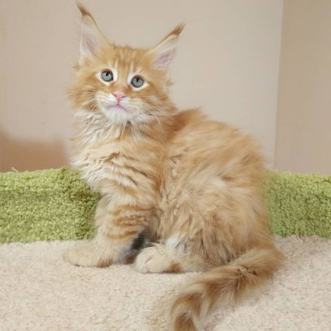 Purebred Mainecoons 